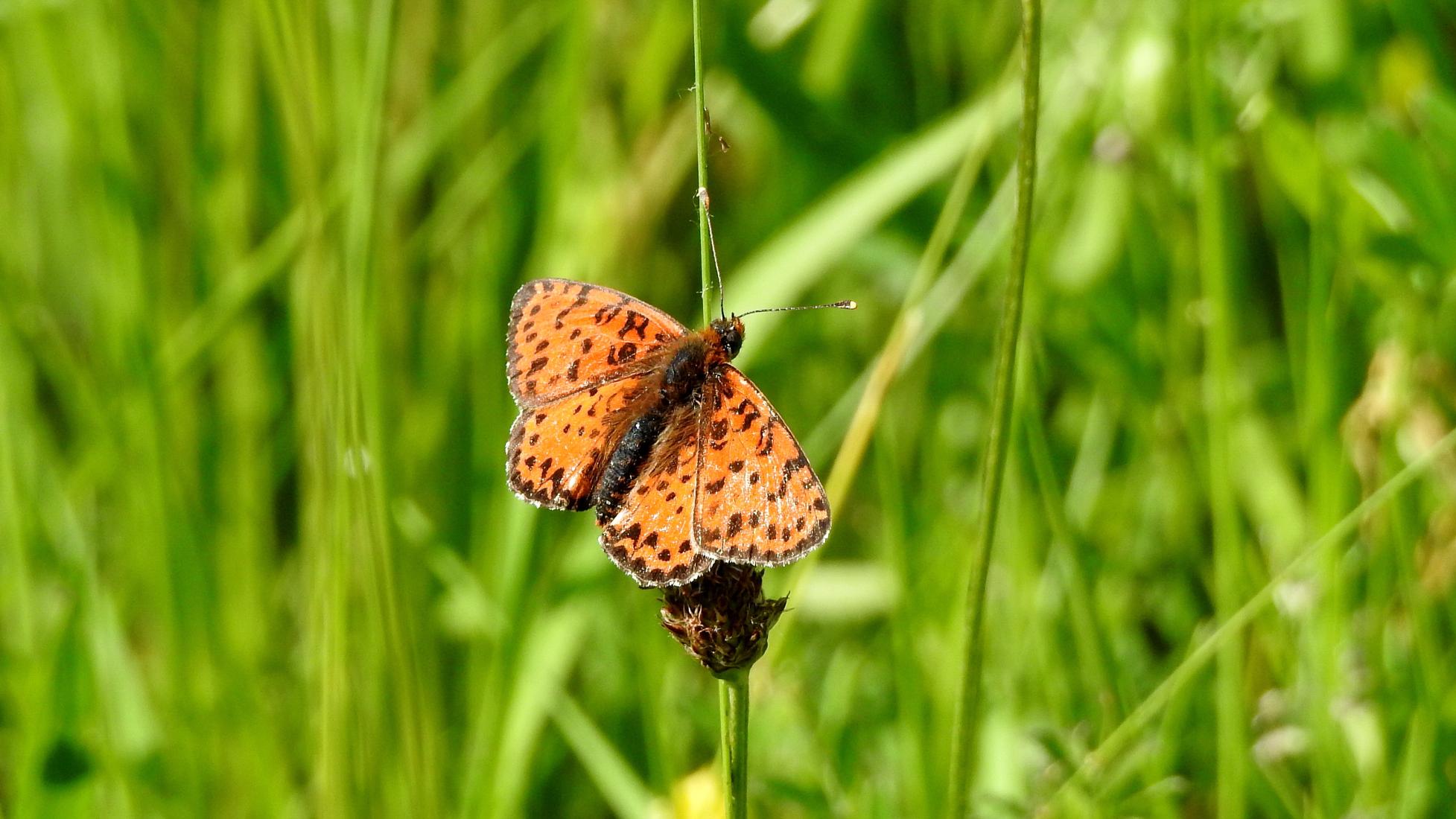 Roter Scheckenfalter