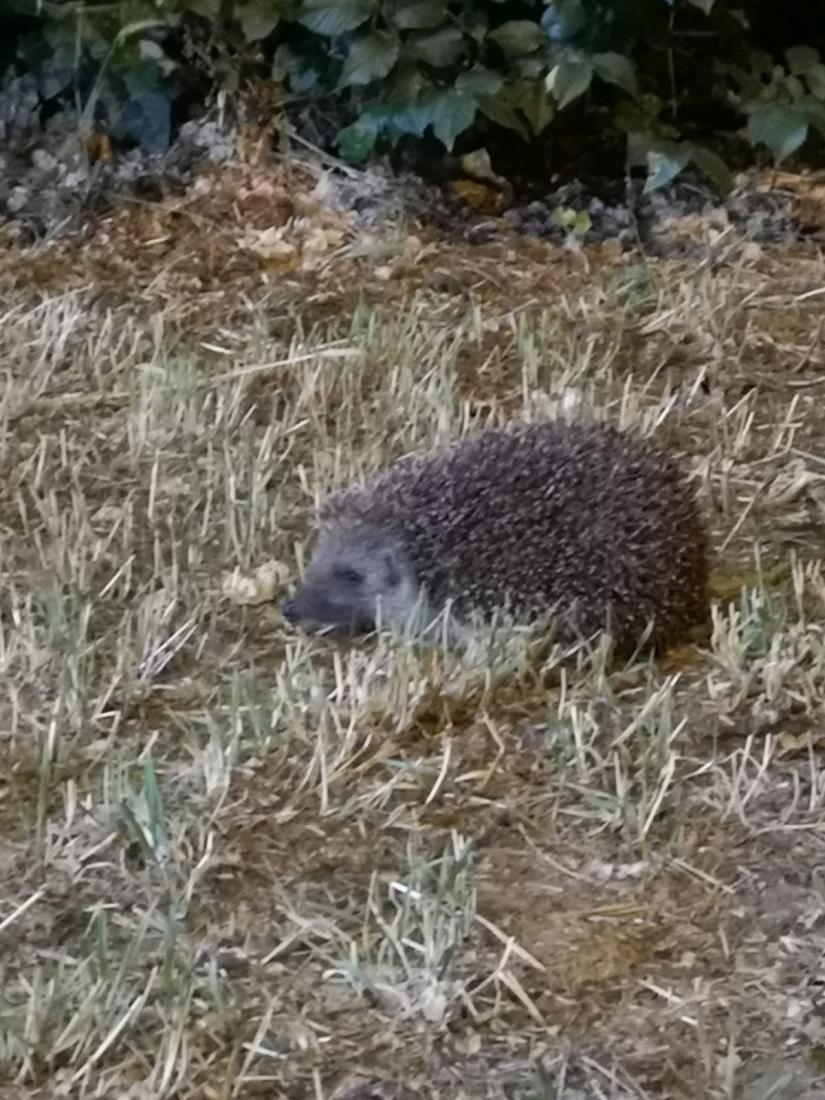 Igel