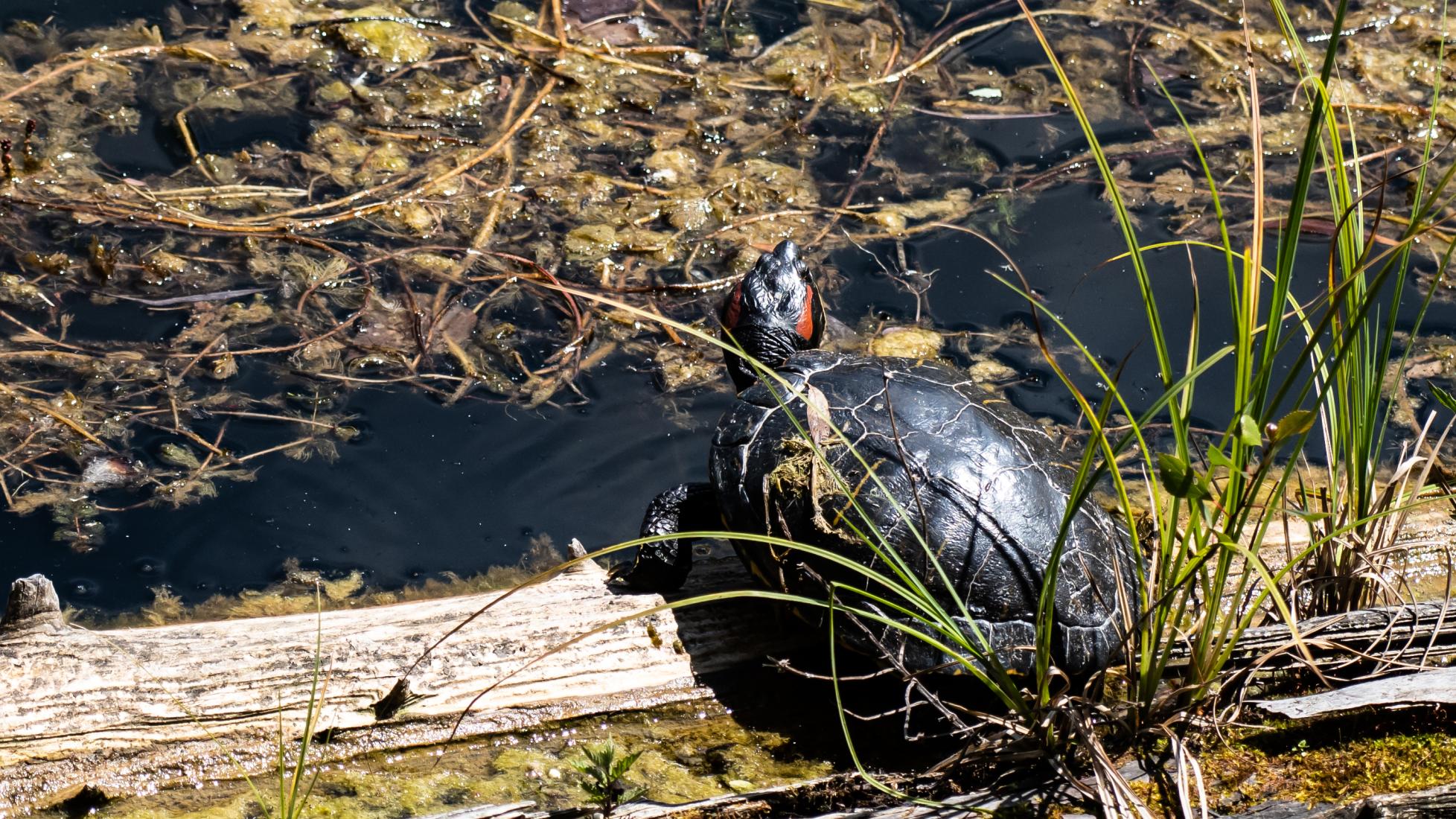 Rotwangen-Schmuckschildkröte