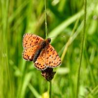 Roter Scheckenfalter