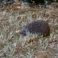 Igel