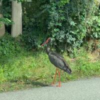 Schwarzstorch (Ciconia nigra)