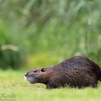 Nutria